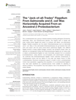 The "Jack-of-all-Trades" Flagellum From Salmonella and E. coli Was Horizontally Acquired From an Ancestral beta-Proteobacterium