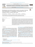 Morphological and molecular evidence reveals a new species of chewing louse Pancola ailurus n. sp. (Phthiraptera: Trichodectidae) from the endangered Chinese red panda Ailurus styani
