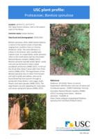 USC Plant Profile - Proteaceae, Banksia spinulosa