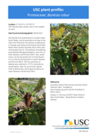 USC Plant Profile - Proteaceae, Banksia robur