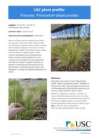USC Plant Profile - Poaceae, Pennisetum alopecuroides