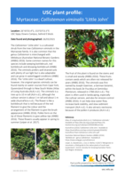 USC Plant Profile - Myrtaceae, Callistemon viminalis 'Little John'