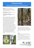 USC Plant Profile - Myrtaceae, Melaleuca quinquenervia
