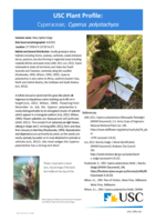 USC Plant Profile - Cyperaceae, Cyperus polystachyos