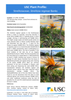 USC Plant Profile - Strelitziaceae, Strelitzia reginae Banks