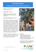 USC Plant Profile - Fabaceae, Pararchidendron pruinosum