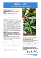 USC Plant Profile - Moraceae, Ficus macrophylla