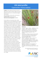 USC Plant Profile - Cyperaceae, Ficinia nodosa
