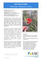USC Plant Profile - Myrtaceae, Callistemon citrinus