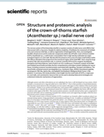 Structure and proteomic analysis of the crown-of-thorns starfish (Acanthaster sp.) radial nerve cord