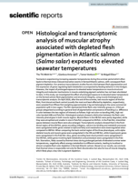Histological and transcriptomic analysis of muscular atrophy associated with depleted flesh pigmentation in Atlantic salmon (Salmo salar) exposed to elevated seawater temperatures