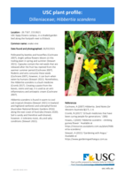 USC Plant Profile - Dilleniaceae, Hibbertia scandens