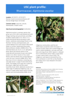 USC Plant Profile - Rhamnaceae, Alphitonia excelsa