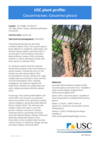 USC Plant Profile - Casuarinaceae, Casuarina glauca