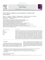 UTP11 deficiency suppresses cancer development via nucleolar stress and ferroptosis