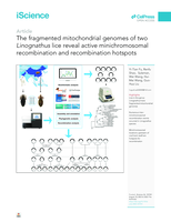 The fragmented mitochondrial genomes of two Linognathus lice reveal active minichromosomal recombination and recombination hotspots