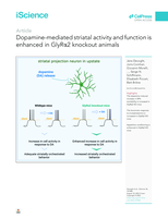 Dopamine-mediated striatal activity and function is enhanced in GlyRα2 knockout animals
