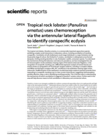 Tropical rock lobster (Panulirus ornatus) uses chemoreception via the antennular lateral flagellum to identify conspecific ecdysis