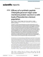 Efficacy of a synthetic peptide Chlamydia pecorum major outer membrane protein vaccine in a wild koala (Phascolarctos cinereus) population