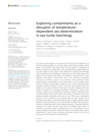 Exploring contaminants as a disruptor of temperature-dependent sex determination in sea turtle hatchlings