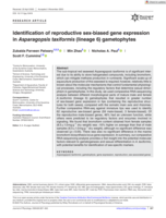 Identification of reproductive sex‐biased gene expression in Asparagopsis taxiformis (lineage 6) gametophytes