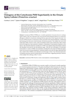 Ontogeny of the Cytochrome P450 Superfamily in the Ornate Spiny Lobster (Panulirus ornatus)